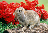 RAB 01 GR0278 01
Brown Mini Lop Rabbit Sitting On Log By Red Chrysanthemums