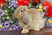 RAB 01 GR0279 01
Brown Mini Lop Rabbit Sitting On Bricks By Red, Yellow And Purple Flowers