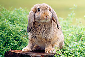 RAB 01 GR0280 01
Brown Mini Lop Rabbit Sitting On Log By Shrub