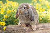 RAB 01 GR0281 01
Brown Mini Lop Rabbit Sitting On Log By Yellow Flowers
