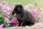 RAB 01 GR0282 01
Black Mini Lop Rabbit Sitting On Log By Pink