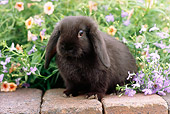 RAB 01 GR0283 01
Black Mini Lop Rabbit Sitting On Bricks In Garden