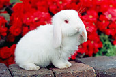 RAB 01 GR0284 01
White Mini Lop Rabbit Sitting On Bricks By Red Chrysanthemums