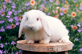 RAB 01 GR0285 01
White Mini Lop Rabbit Sitting On Plant Stand In Garden