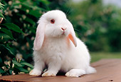 RAB 01 GR0286 01
White Mini Lop Rabbit Sitting On Bench