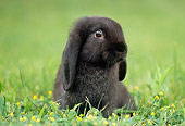 RAB 01 GR0287 01
Black Mini Lop Rabbit Sitting In Grass And Dandelions