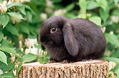 RAB 01 GR0288 01
Black Mini Lop Rabbit Sitting On Stump