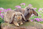 RAB 01 GR0289 01
Two Brown Mini Lop Rabbits Sitting On Rock By Pink Flowers