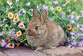 RAB 01 GR0290 01
Netherland Dwarf Rabbit Sitting On Bricks In Garden