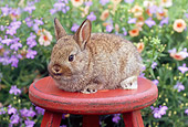 RAB 01 GR0291 01
Netherland Dwarf Rabbit Sitting On Red Plant Stand In Garden