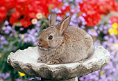 RAB 01 GR0292 01
Netherland Dwarf Rabbit Sitting On Bird Bath In Garden