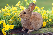 RAB 01 GR0293 01
Netherland Dwarf Rabbit Sitting On Mossy Log With Yellow Flowers