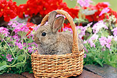 RAB 01 GR0294 01
Netherland Dwarf Rabbit Sitting In Basket In Garden
