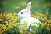 RAB 01 GR0295 01
Albino Rabbit Sitting In Grass And Yellow Flowers
