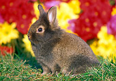 RAB 01 GR0303 01
Portrait Of Lionhead Rabbit Sitting On Grass By Flowers