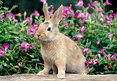 RAB 01 GR0305 01
Calico Rabbit Standing On Log By Pink Flowers