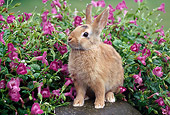 RAB 01 GR0306 01
Calico Rabbit Sitting On Rock By Pink Flowers