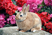 RAB 01 GR0307 01
Calico Rabbit Sitting On Rock By Pink And Red Flowers