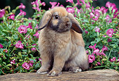 RAB 01 GR0317 01
Lop-Eared Rabbit Sitting On Log By Pink Flowers