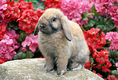 RAB 01 GR0318 01
Lop-Eared Rabbit Sitting On Rock By Pink And Red Flowers
