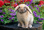 RAB 01 GR0319 01
Lop-Eared Rabbit Sitting On Stump By Purple And Red Flowers