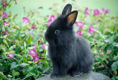 RAB 01 GR0320 01
Black Lionhead Rabbit Sitting On Stone In Garden