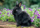 RAB 01 GR0321 01
Black Lionhead Rabbit Sitting On Log In Garden
