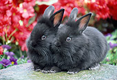 RAB 01 GR0322 01
Two Black Lionhead Rabbits Sitting On Stone In Garden