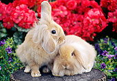 RAB 01 GR0323 01
Two Lop-Eared Lionhead Rabbits Sitting On Stone In Garden