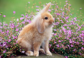 RAB 01 GR0324 01
Lop-Eared Lionhead Rabbit Sitting On Stone In Garden