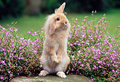 RAB 01 GR0325 01
Lop-Eared Lionhead Rabbit Sitting Upright On Stone In Garden