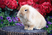 RAB 01 GR0326 01
Lop-Eared Lionhead Rabbit Sitting On Stump In Garden