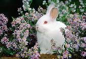 RAB 01 GR0329 01
Albino Rabbit Sitting In Purple Daisies