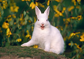 RAB 01 GR0330 01
Dwarf Albino Rabbit Sitting In Garden