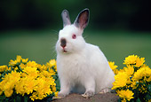 RAB 01 GR0333 01
Netherland Dwarf Rabbit Sitting On Rock By Yellow Flowers