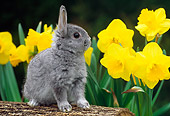 RAB 01 GR0335 01
Gray Rabbit Sitting On Log By Daffodils