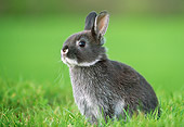 RAB 01 GR0336 01
Netherland Dwarf Rabbit Sitting On Lawn