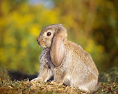 RAB 01 GR0337 01
Baby Mini Lop Rabbit Sitting On Grass