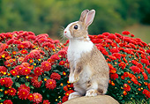 RAB 01 GR0341 01
Brown And White Rabbit Sitting Upright On Rock By Red Flowers