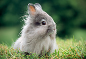 RAB 01 GR0343 01
Gray Lionhead Rabbit Sitting On Grass