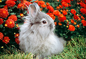 RAB 01 GR0344 01
Gray Lionhead Rabbit Sitting On Grass By Red Flowers