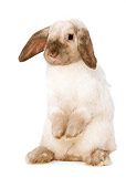 RAB 01 JE0001 01
Mini Lop Rabbit Sitting Up Seamless