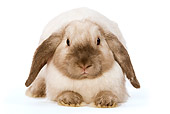 RAB 01 JE0002 01
Mini Lop Rabbit Laying Seamless