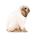 RAB 01 JE0003 01
Mini Lop Rabbit Sitting Seamless