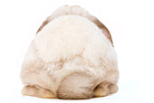 RAB 01 JE0004 01
Rear View Of Mini Lop Rabbit Sitting Seamless