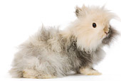 RAB 01 JE0005 01
Dwarf Angora Rabbit Sitting Seamless
