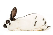 RAB 01 JE0006 01
Dwarf Rabbit Laying On White Seamless