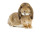 RAB 01 JE0007 01
Brown Lop-Eared Rabbit Sitting On White Seamless