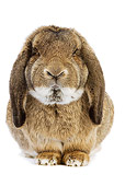 RAB 01 JE0008 01
Brown Lop-Eared Rabbit Sitting On White Seamless