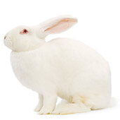 RAB 01 JE0011 01
New Zealand White Rabbit Sitting On White Seamless